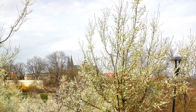 Konferenssi oli innostava, mutta oli myös ihanaa viettää muutama lomapäivä Prahassa, jossa puut jo kukkivat.